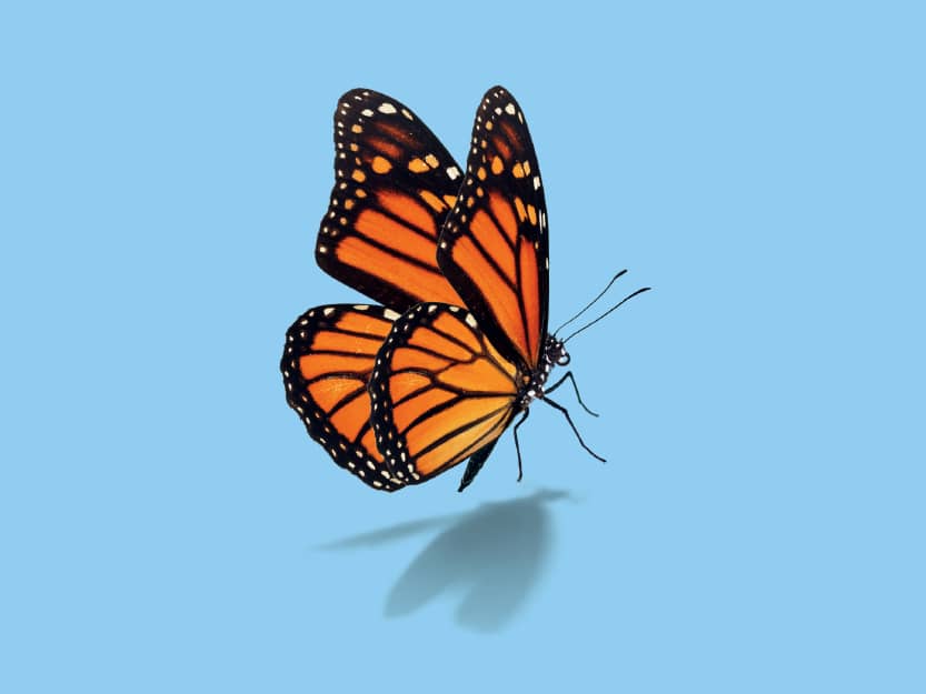 afbeelding vlinder staat voor duurzamer bouwen